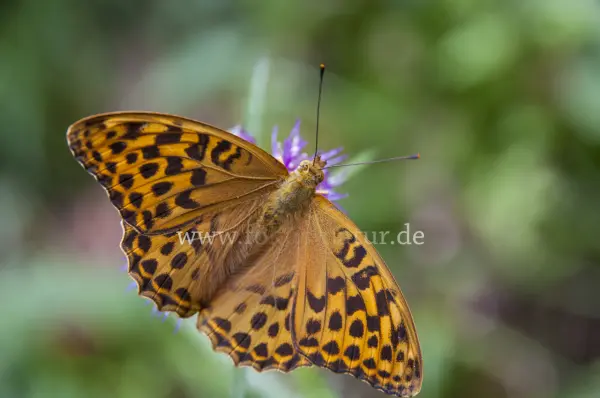 Fokus-Natur Bild
