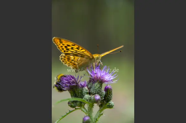 Fokus-Natur Bild