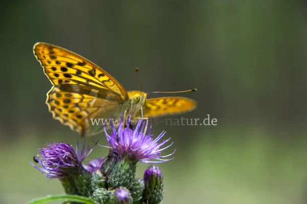 Fokus-Natur Bild