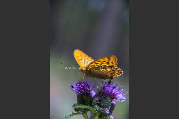 Fokus-Natur Bild