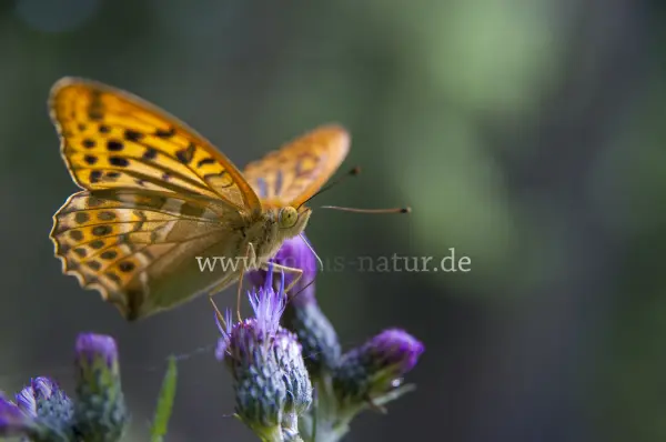 Fokus-Natur Bild