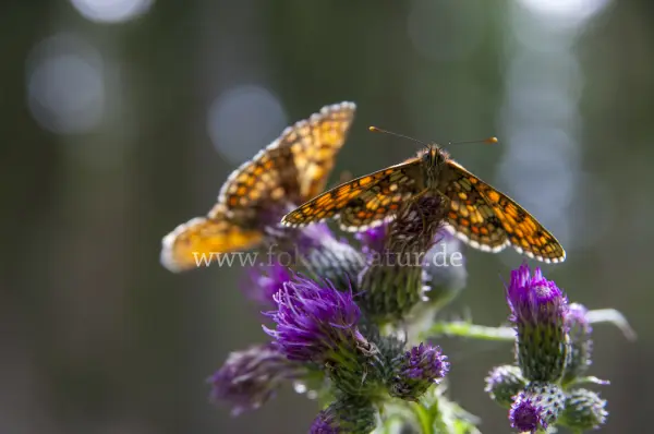Fokus-Natur Bild