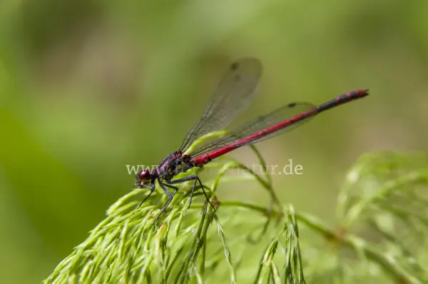 Fokus-Natur Bild