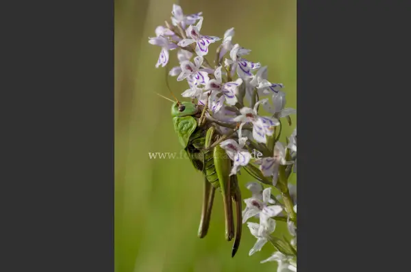 Fokus-Natur Bild