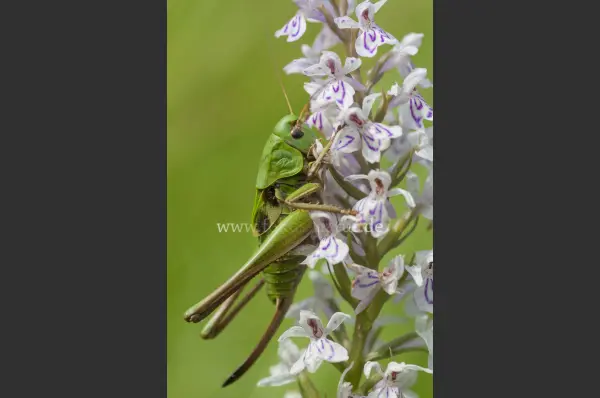 Fokus-Natur Bild