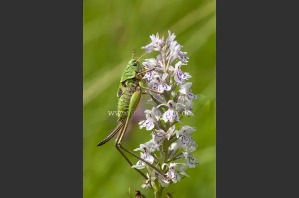 Fokus-Natur Bild