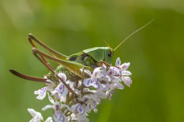 Fokus-Natur Bild