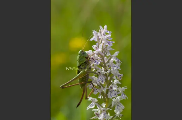 Fokus-Natur Bild