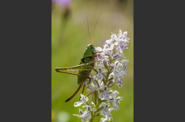 Fokus-Natur Bild