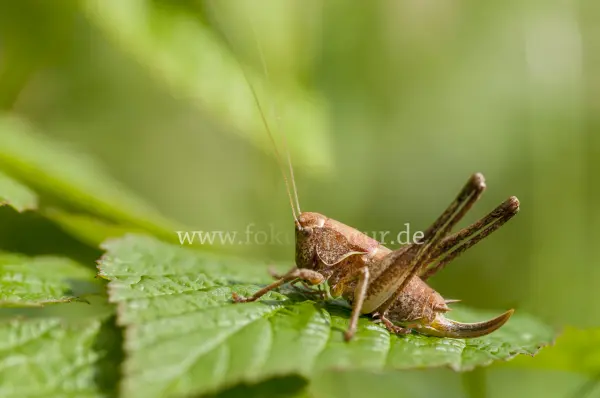 Fokus-Natur Bild