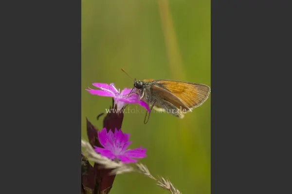 Fokus-Natur Bild