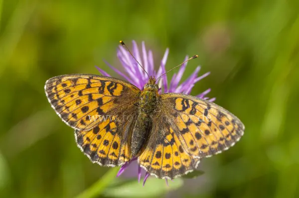 Fokus-Natur Bild