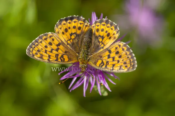 Fokus-Natur Bild