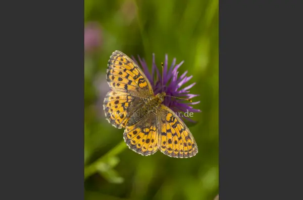 Fokus-Natur Bild