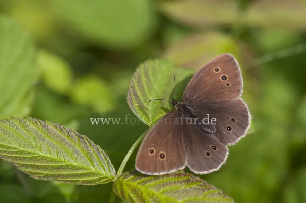 Fokus-Natur Bild