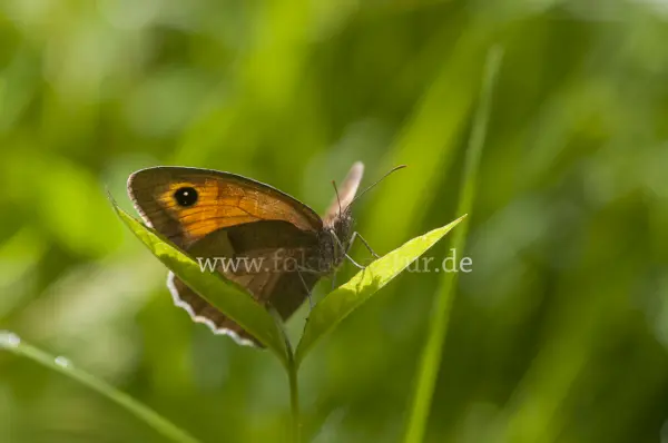 Fokus-Natur Bild