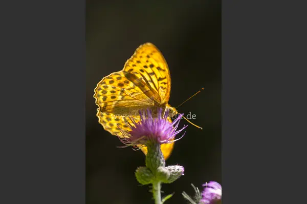 Fokus-Natur Bild