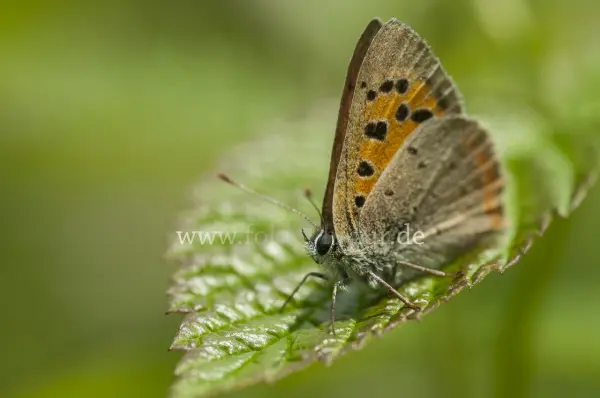 Fokus-Natur Bild