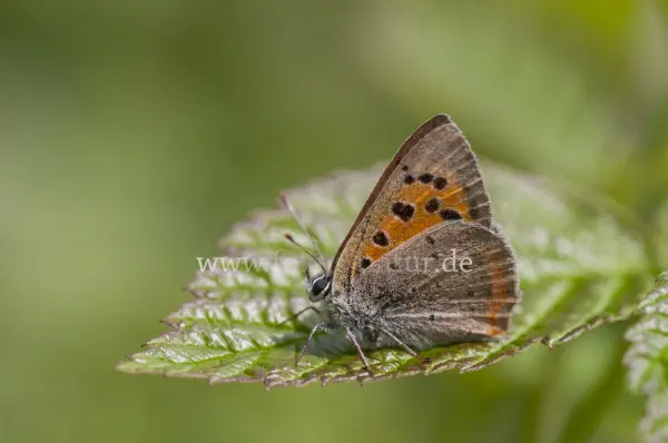 Fokus-Natur Bild