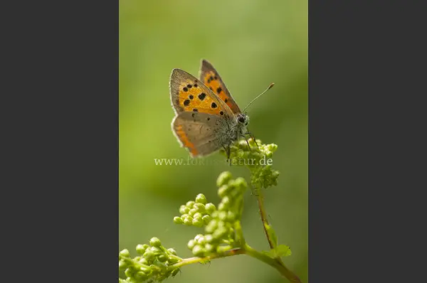 Fokus-Natur Bild