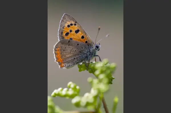 Fokus-Natur Bild