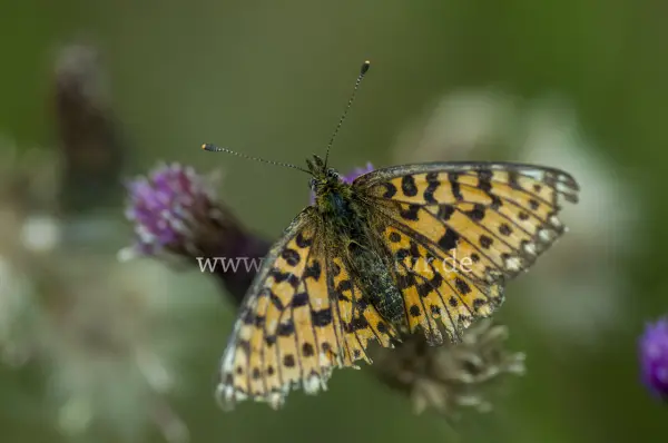 Fokus-Natur Bild