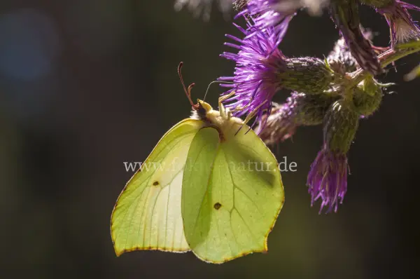 Fokus-Natur Bild