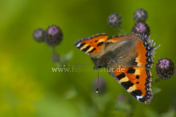 Fokus-Natur Bild
