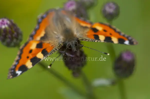 Fokus-Natur Bild