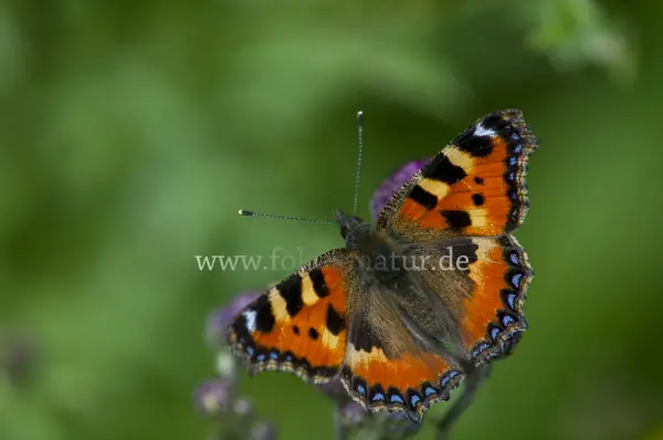 Fokus-Natur Bild