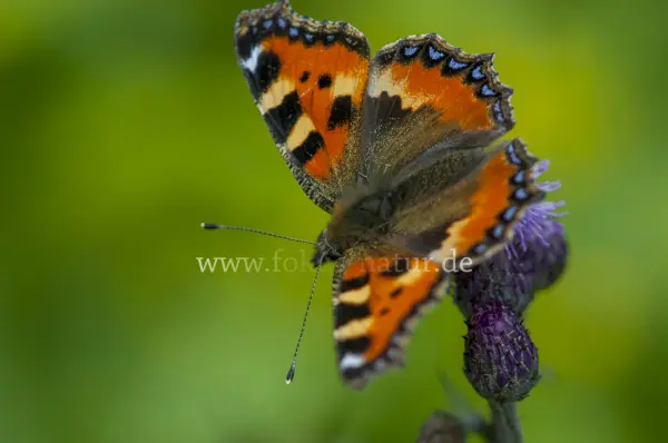 Fokus-Natur Bild