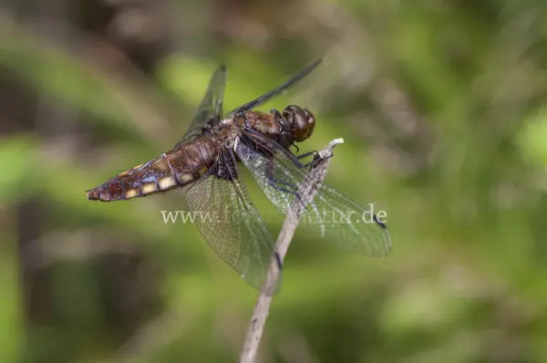 Fokus-Natur Bild