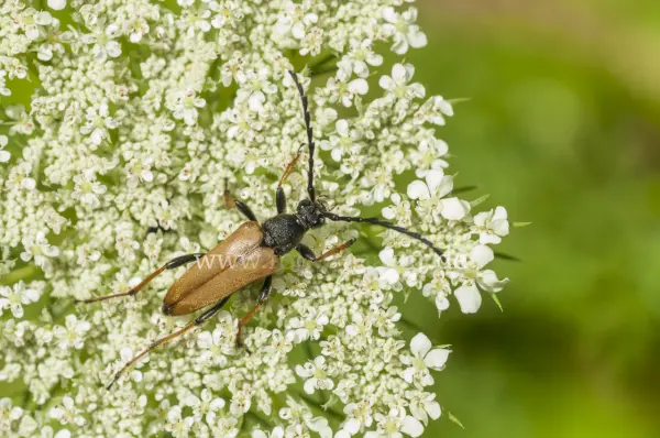 Fokus-Natur Bild