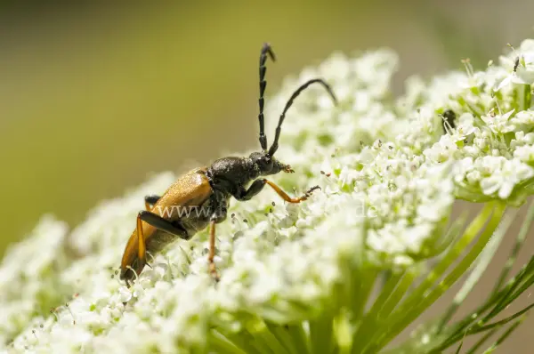 Fokus-Natur Bild