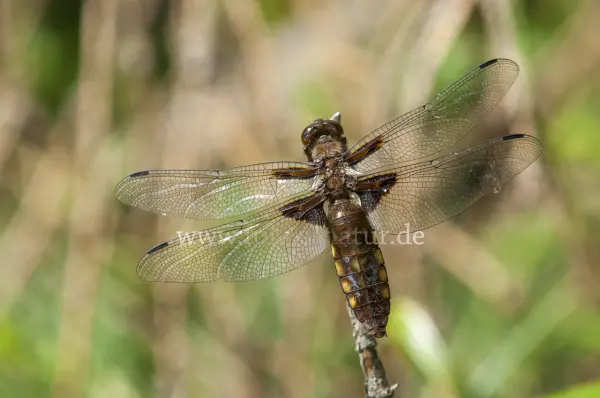 Fokus-Natur Bild