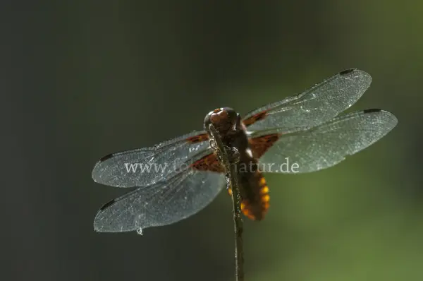 Fokus-Natur Bild