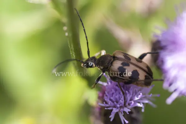 Fokus-Natur Bild