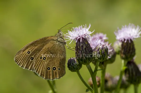 Fokus-Natur Bild