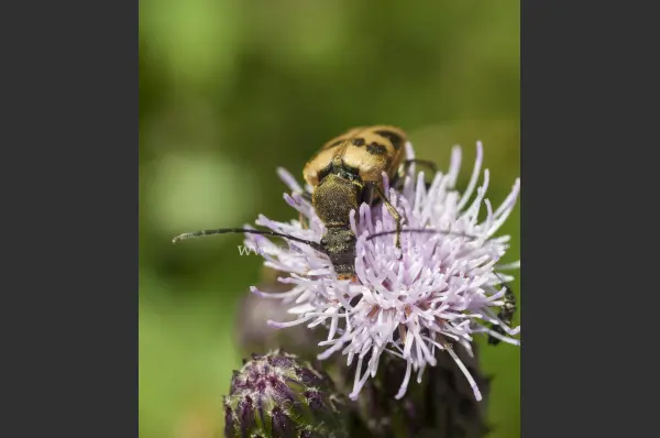 Fokus-Natur Bild