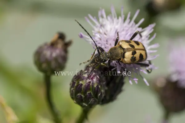 Fokus-Natur Bild