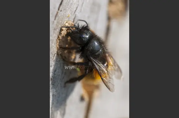 Fokus-Natur Bild