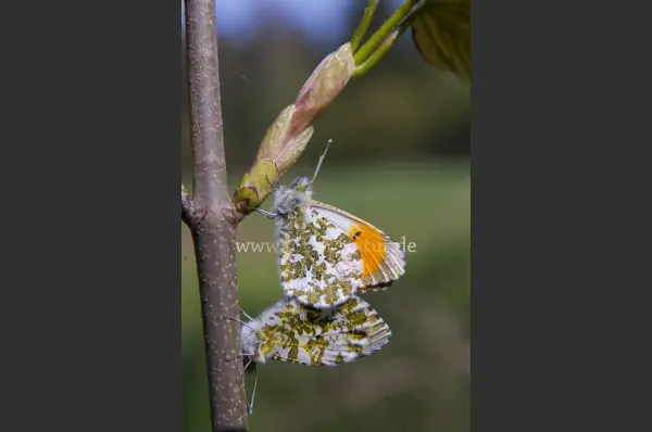 Fokus-Natur Bild
