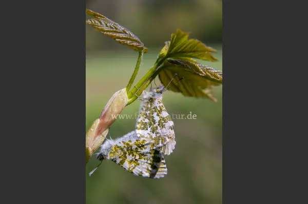 Fokus-Natur Bild