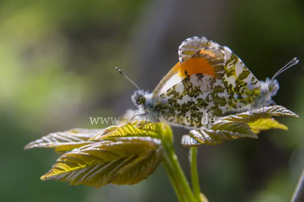 Fokus-Natur Bild