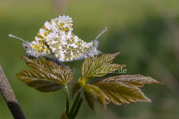 Fokus-Natur Bild