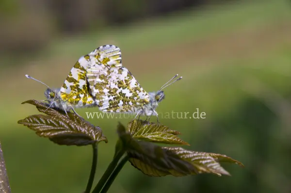 Fokus-Natur Bild