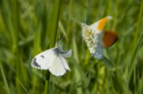 Fokus-Natur Bild