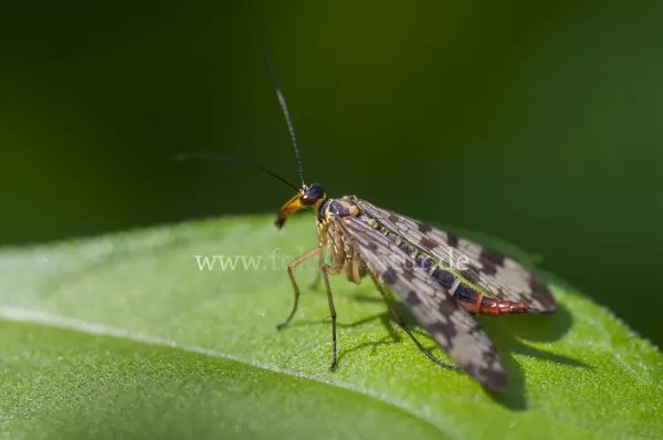 Fokus-Natur Bild