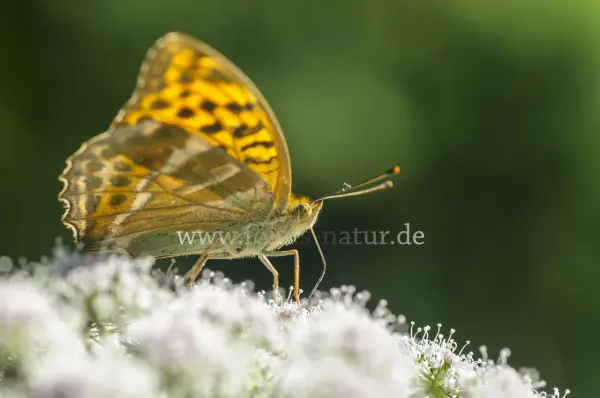 Fokus-Natur Bild