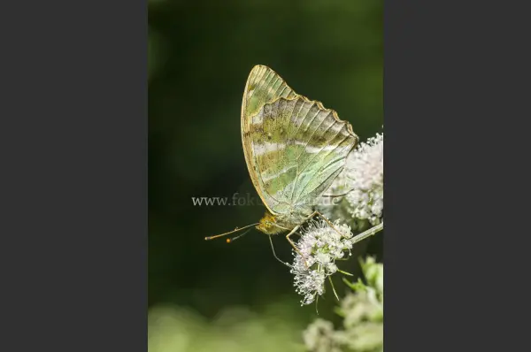 Fokus-Natur Bild